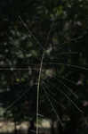 Bearded skeletongrass